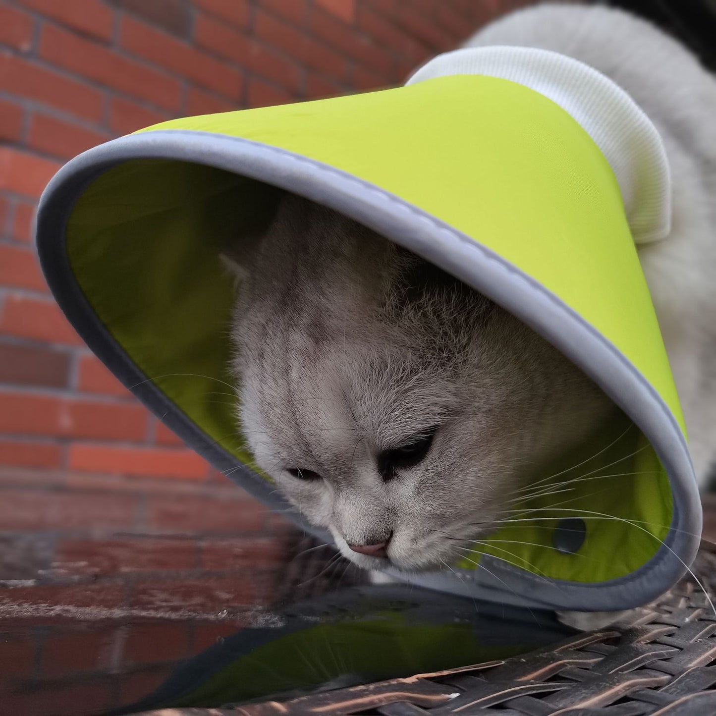 Soft Elizabethan Collar for Pet Surgery Aftercare